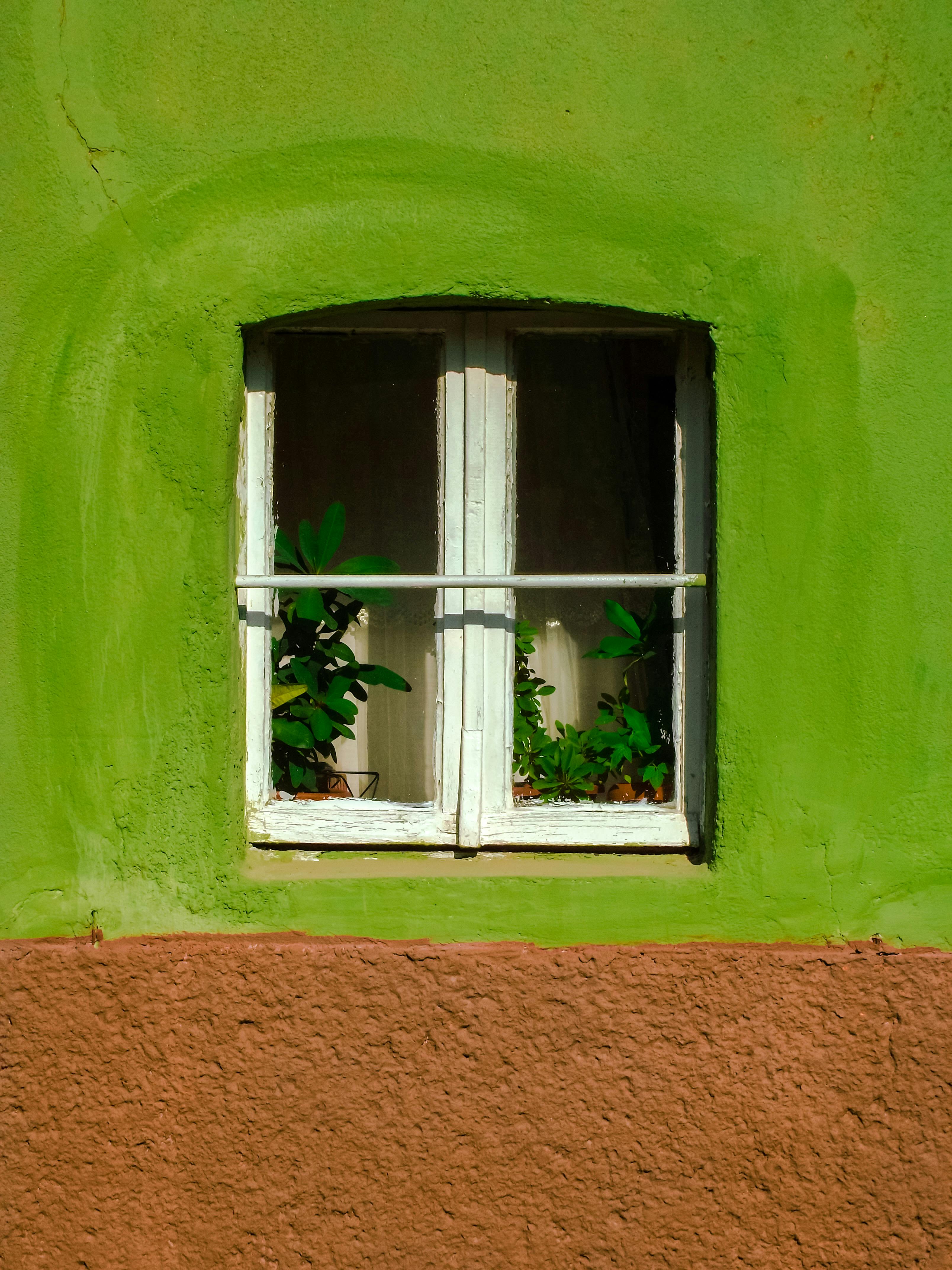 Close-up of a green wall with a window and houseplants inside. Simple and vibrant.