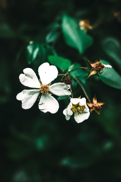 Free stock photo of flower, spring flower, white flower Stock Photo