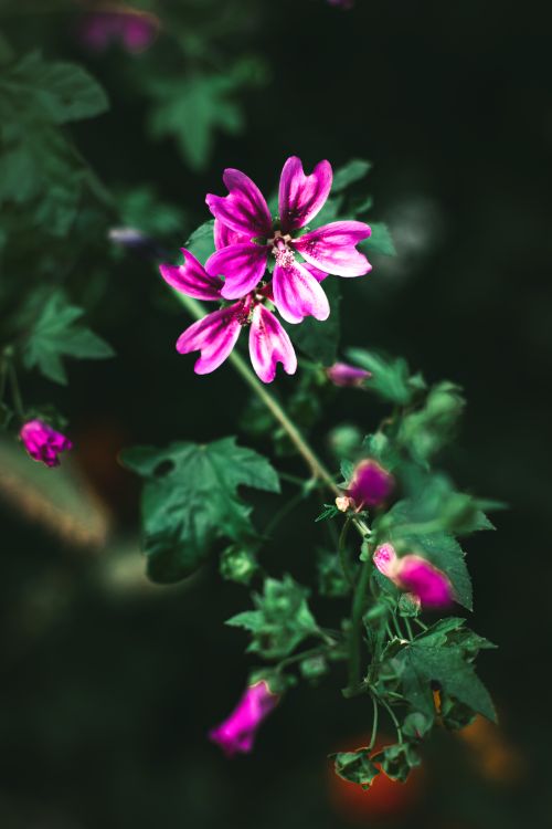 Free stock photo of flower, purple flower, spring flowers Stock Photo