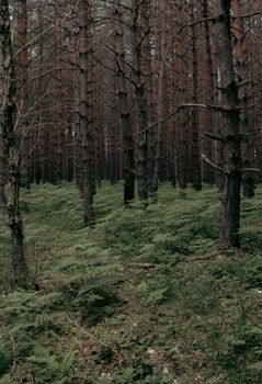 Lush forest landscape featuring tall pine trees and dense ferns covering the forest floor.