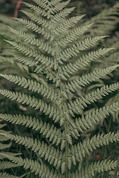 Close up of Fern Leaves