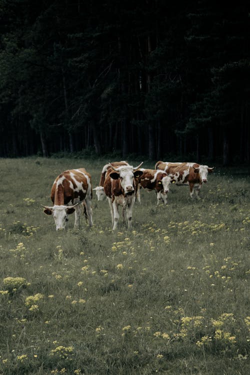 Gratis stockfoto met beesten, boerderij, Bos