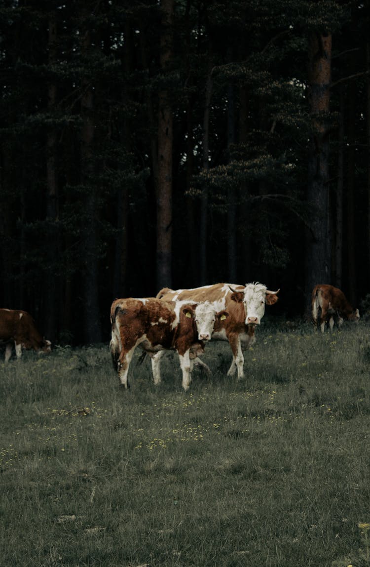 Cattle On Pasture