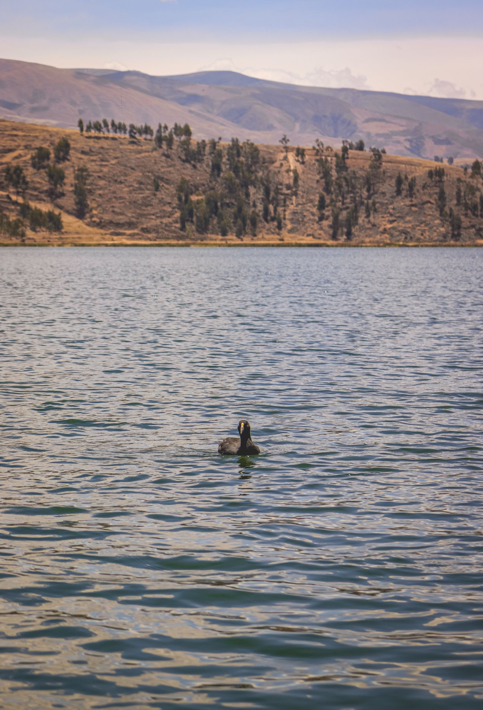Un ave solitaria nada en una laguna de aguas tranquilas, con cerros de pasto y eucaliptos al fondo