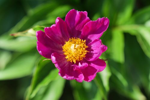 Free Close-up of a vibrant purple peony flower showcasing rich petals and bright yellow center. Stock Photo