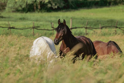 Horses Grazing in a Fenced Pasture