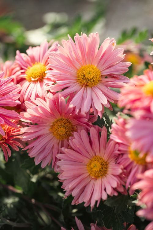 Free Close-up view of pink chrysanthemums with bright yellow centers in natural sunlight, showcasing nature's beauty. Stock Photo