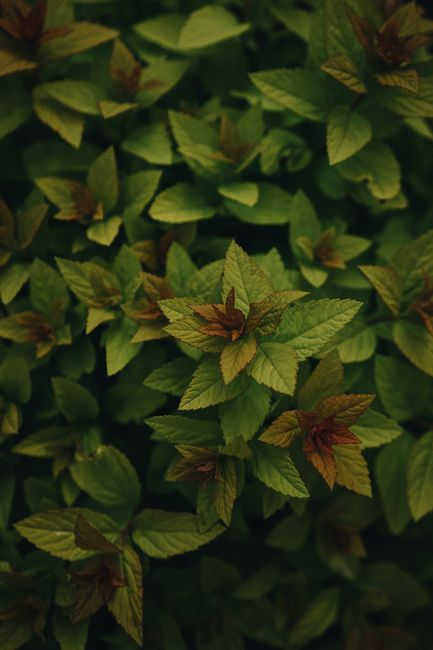 Fotomural Una vista detallada de hojas de menta verdes vibrantes, capturando la textura y frescura.