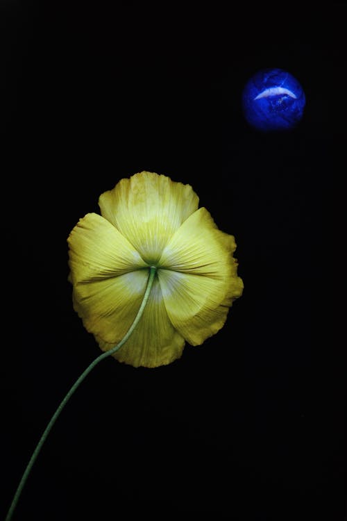 Yellow Flowers against Black Back