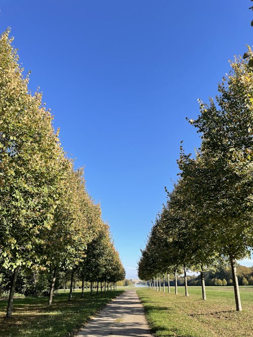 Gratis stockfoto met bomen, landschap, rijen