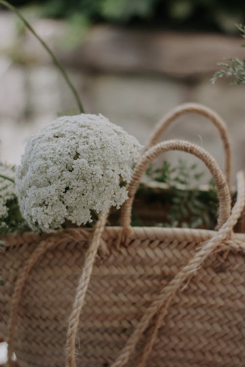 White Flower in a Basket