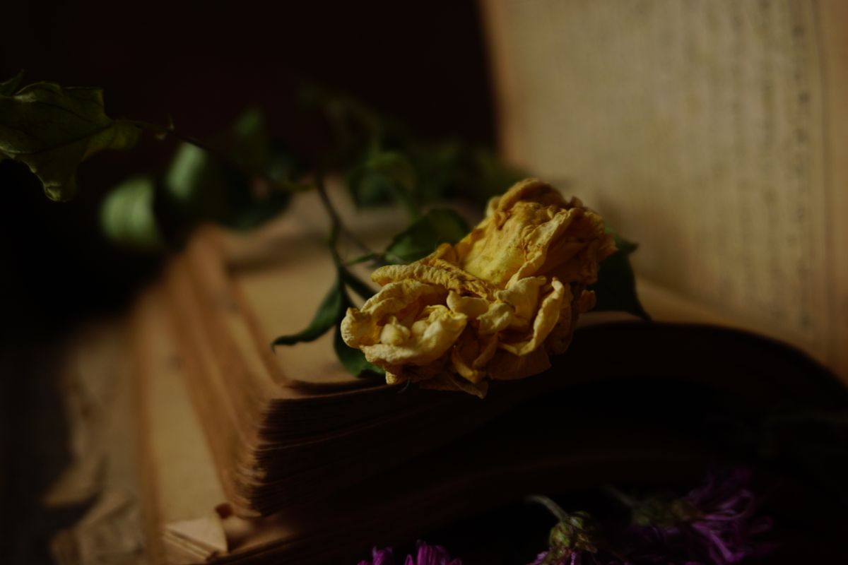 dried botanical specimen mounted on antique paper