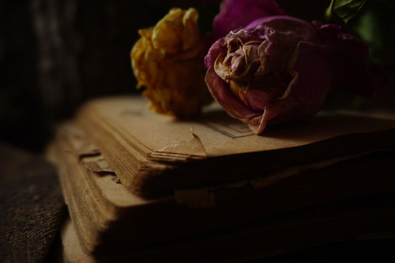 Dried flowers resting on yellowed pages of an old book