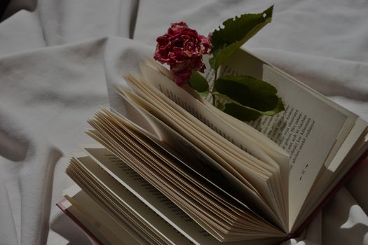 Free stock photo of book, book bindings, college