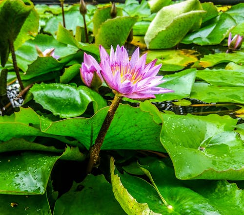 池, 緑, 花の無料の写真素材