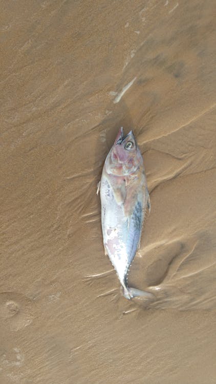 死んだ魚 海 海の魚の無料の写真素材