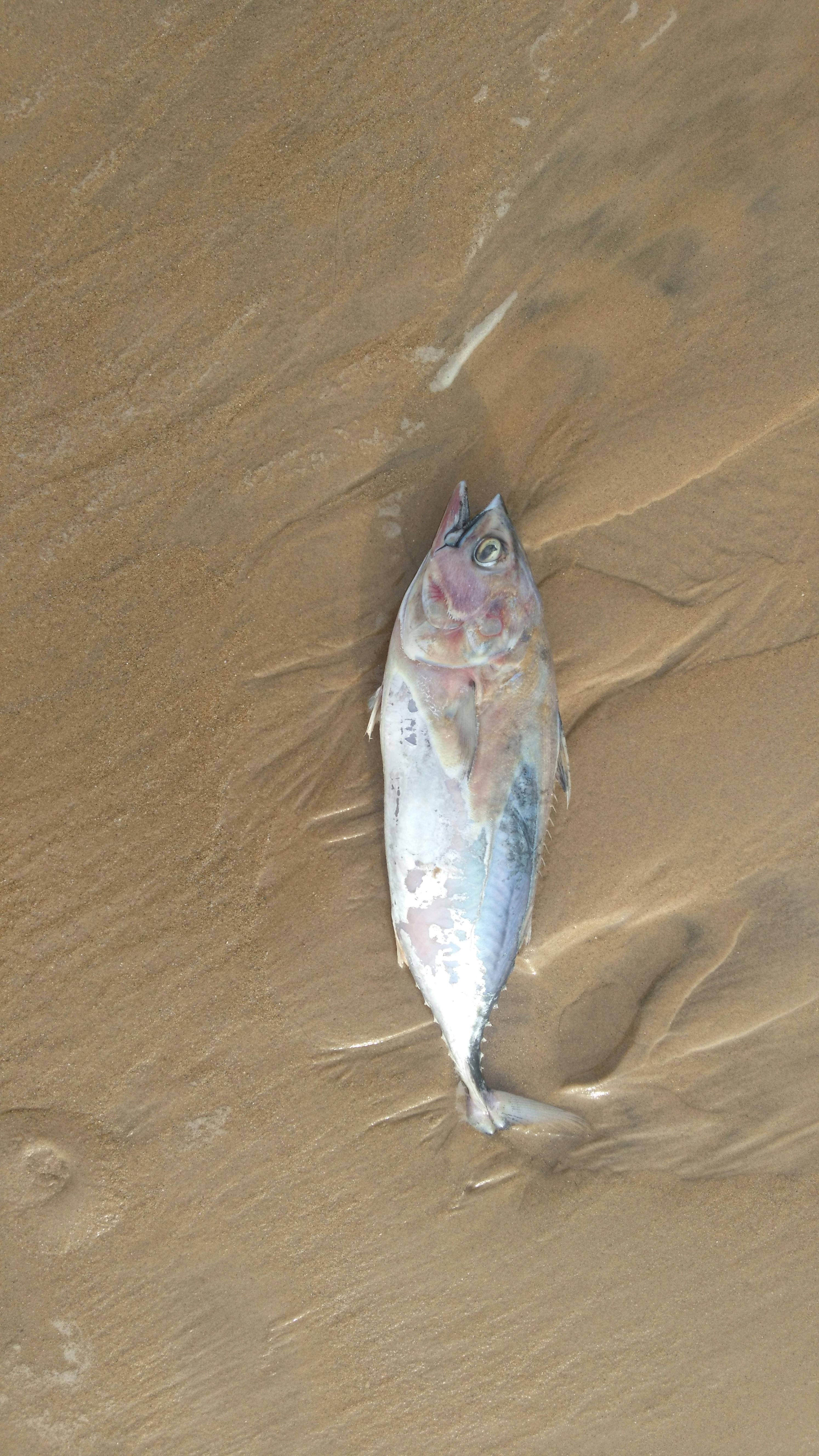 Free stock photo of dead fish, fish, sea