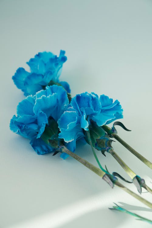 Fotobanka s bezplatnými fotkami na tému čerstvý, kvety, modrá