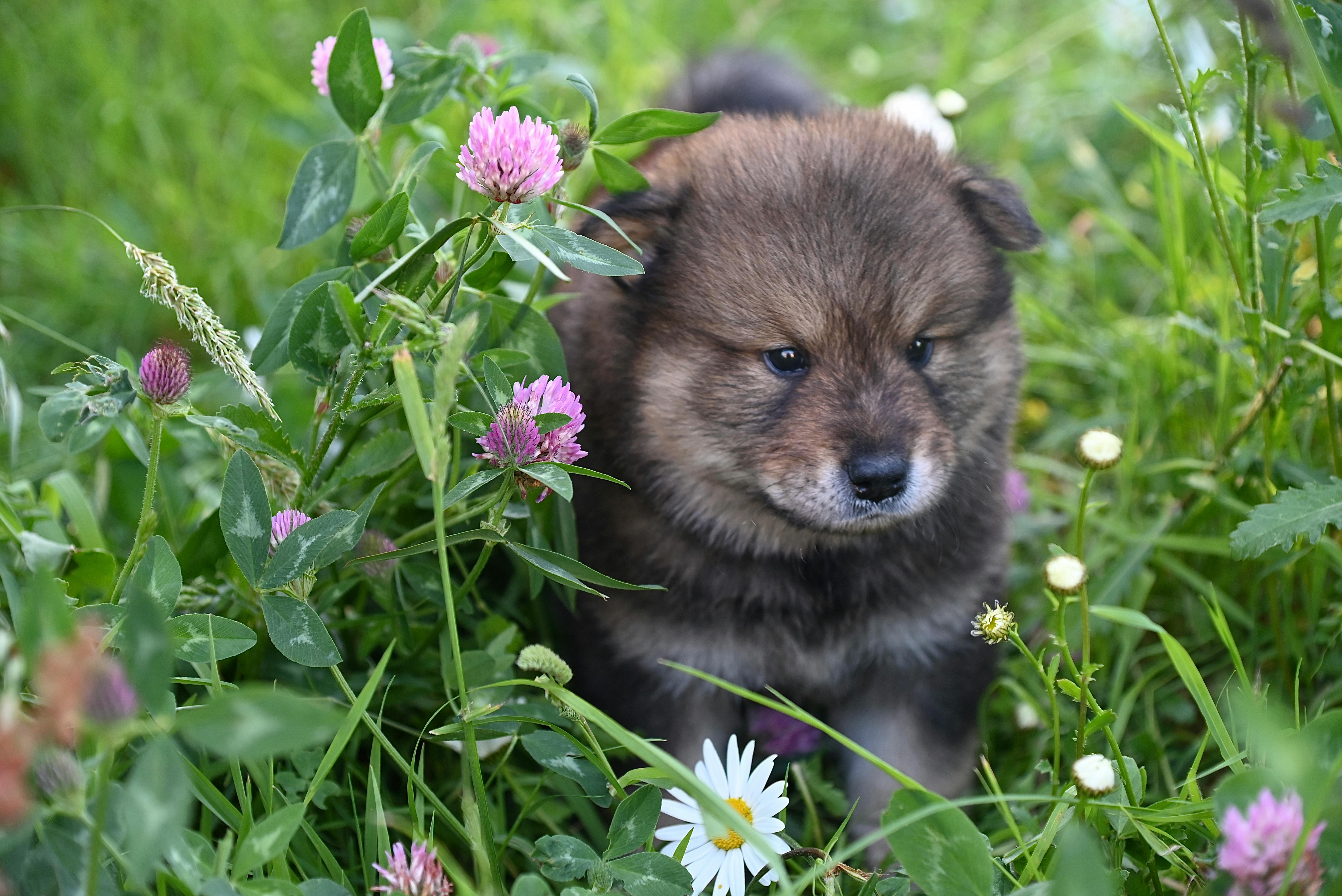 Spring Season Pet Safety Tips - WGN — Photo by JacLou- DL on Pexels