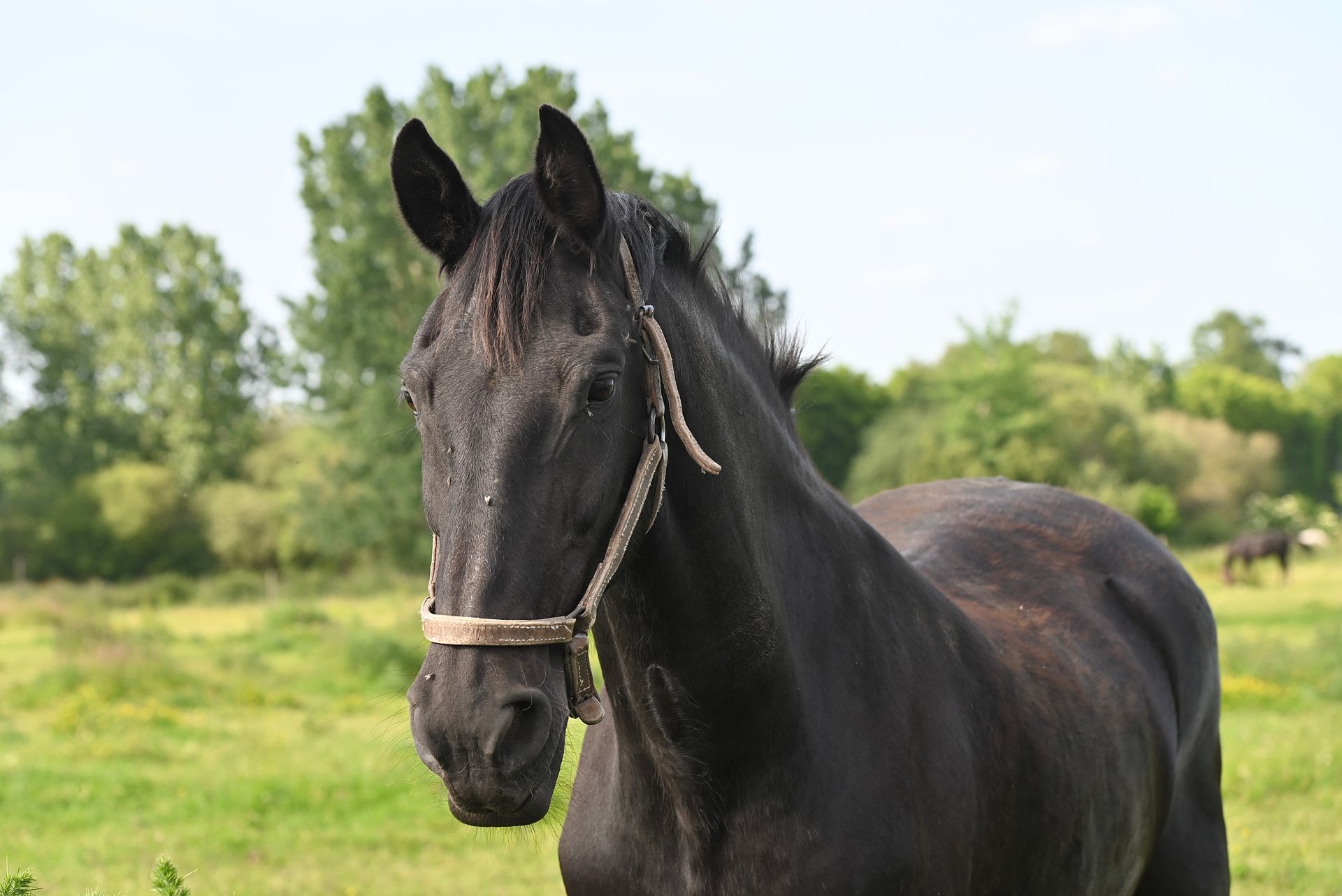 Elegant black horse with harness standing in a lush green pasture on a sunny day.