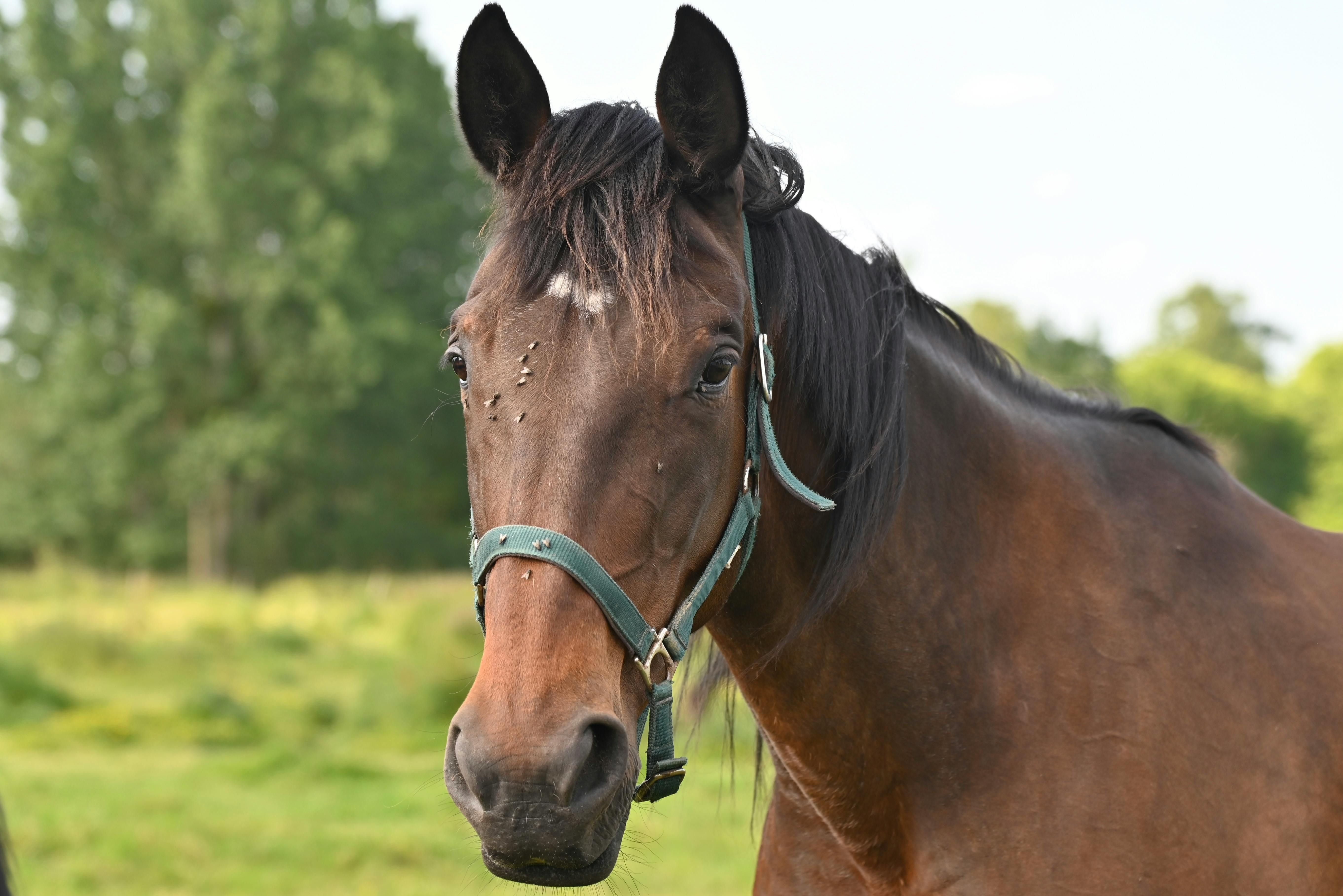 Brown Horse · Free Stock Photo