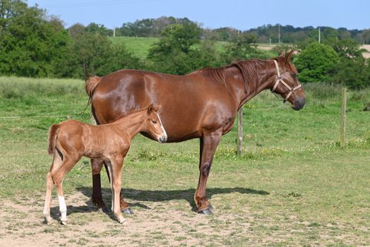 A beautiful horse and her colt standing in a lush, sunlit pasture.