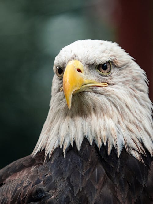 Fotos de stock gratuitas de Águila calva, animal, de cerca