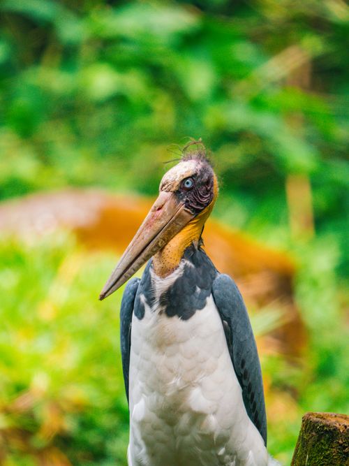 Free Detailed view of a marabou stork against a lush green background, perfect for nature-themed projects. Stock Photo