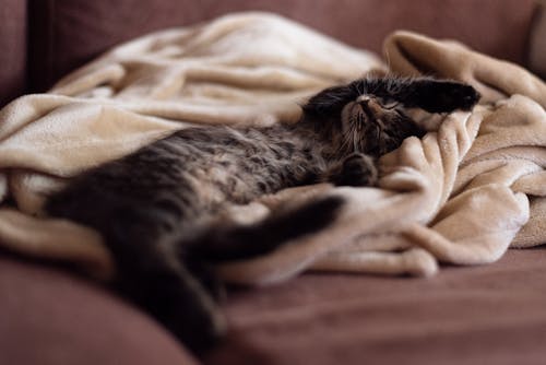 Kitten Sleeping on Blanket