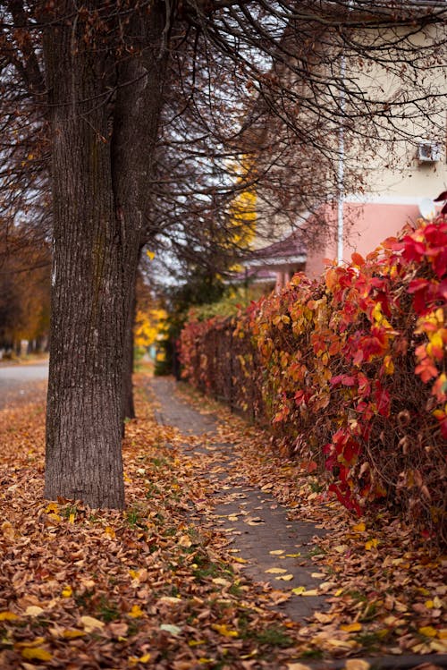 Kostnadsfri bild av falla, gränd, löv