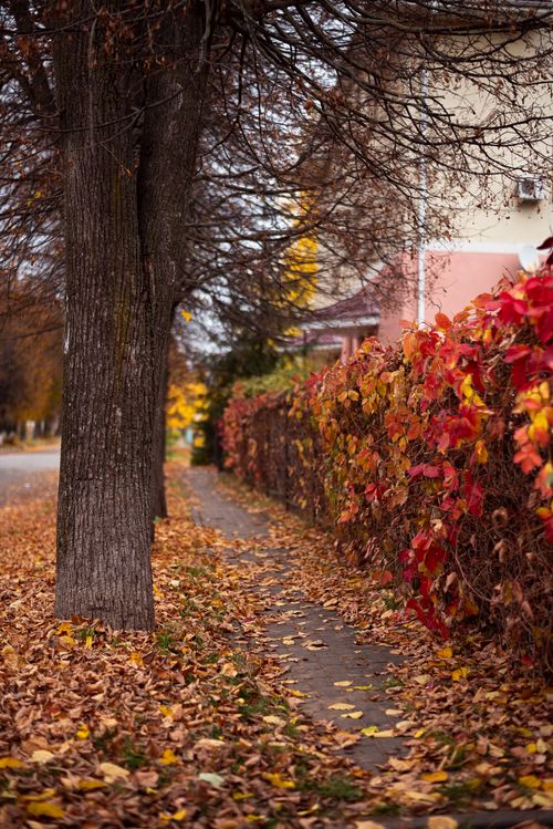 Free A serene autumn scene showcasing a tree-lined pathway with vibrant leaves, perfect for seasonal themes. Stock Photo