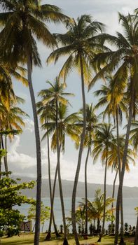 Lush palm trees against a backdrop of the tranquil Samaná coast in the Dominican Republic.