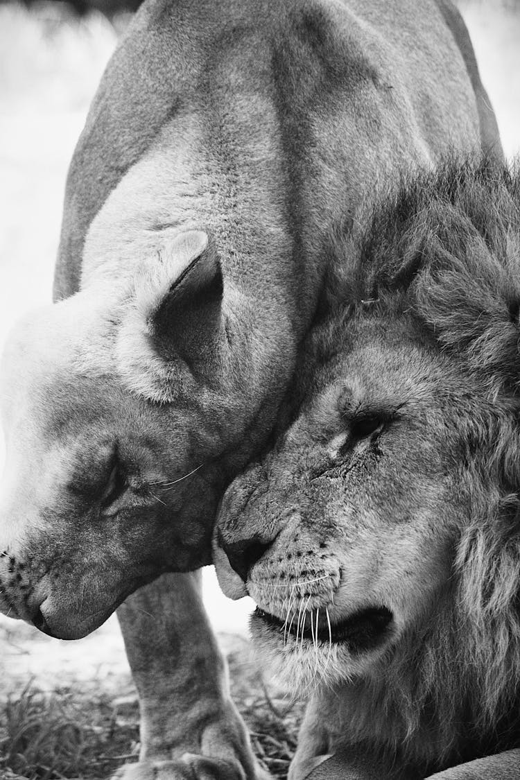 Close Up Of Lions Together