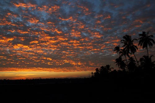 Кокосовые пальмы под светом и темным небом во время заката