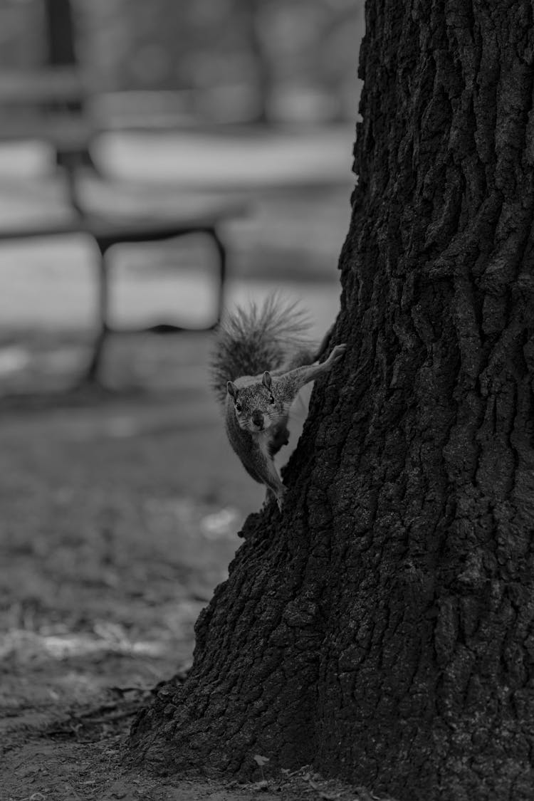 Squirrel On Tree In Black And White