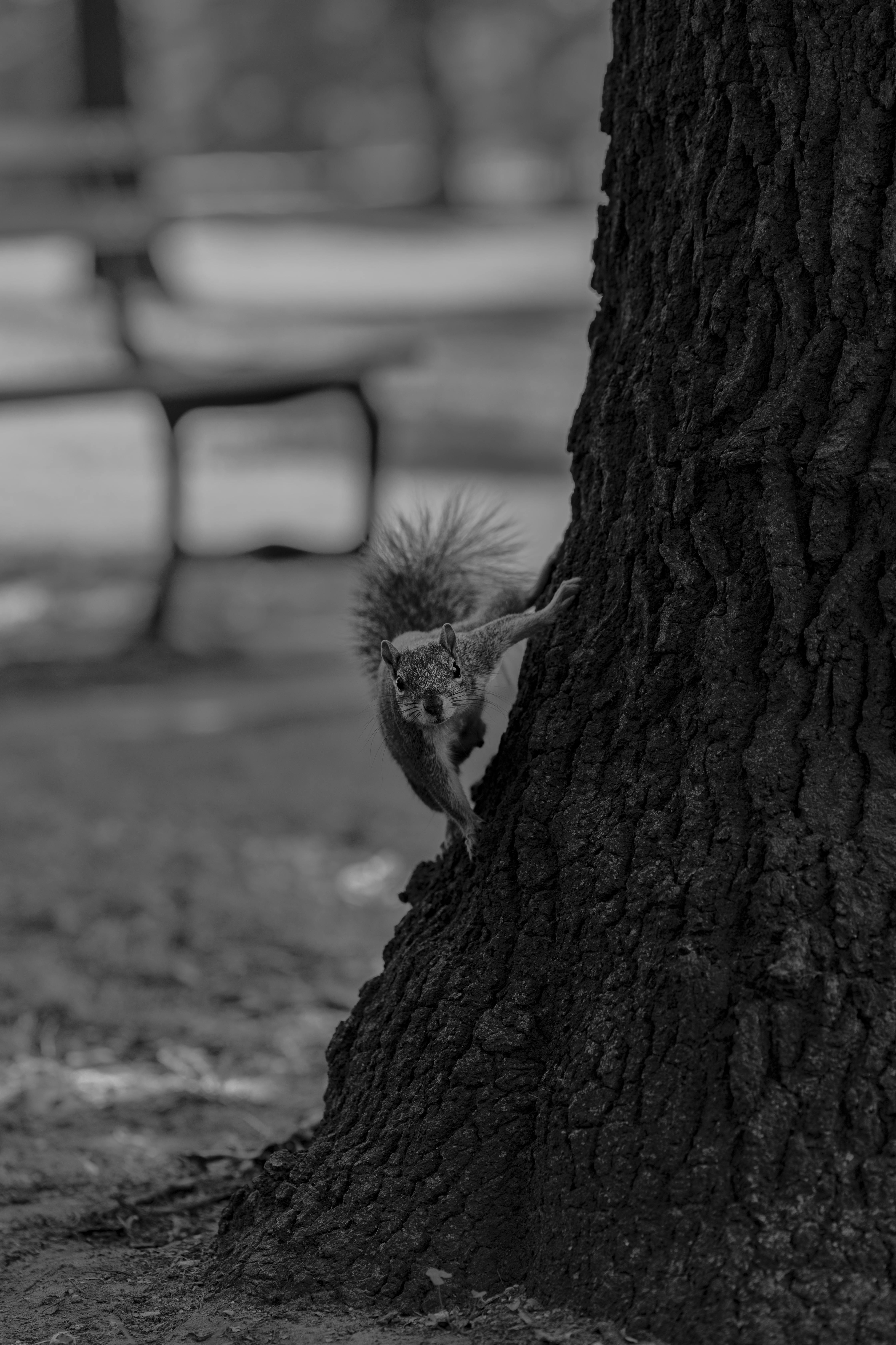 Sleeping Squirrel Photos, Download The BEST Free Sleeping Squirrel