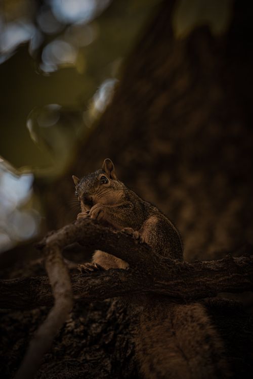 Free Close-up of a squirrel sitting on a branch in an Oklahoma City park, showcasing wildlife in urban nature. Stock Photo