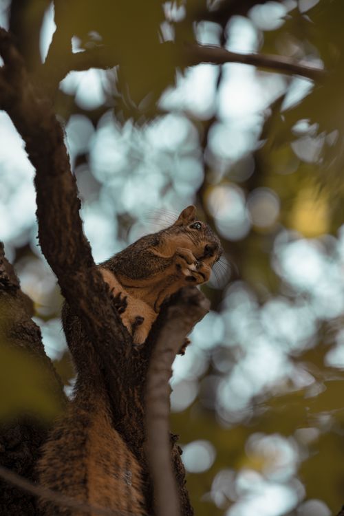 Free A squirrel sits gracefully on a tree branch amid lush foliage, captured in Oklahoma City. Stock Photo
