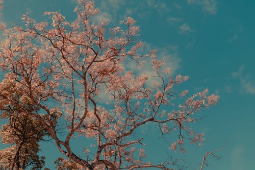 คลังภาพถ่ายฟรี ของ ก้าน, ดอกไม้, ดอกไม้สีชมพู