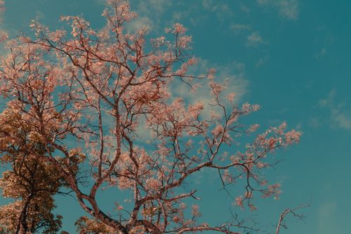 Free Capture of pink blossoming tree branches reaching towards a clear blue sky. Stock Photo