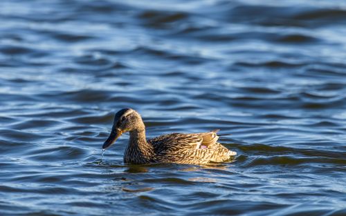 Free A serene image of a mallard duck floating on a calm lake, embodying tranquility and nature's beauty. Stock Photo