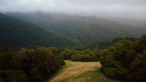 Free A tranquil view of lush green forest covered in mist under an overcast sky, perfect for nature lovers. Stock Photo