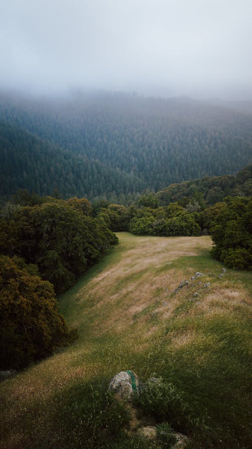 Foto profissional grátis de cênico, colina, floresta