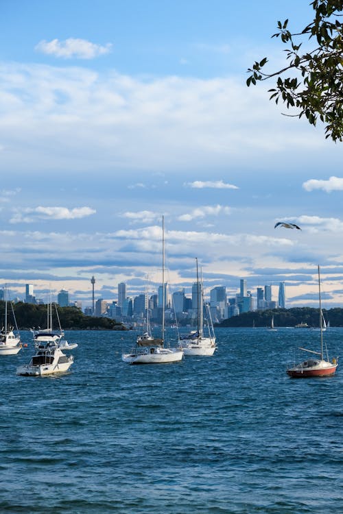View of Sailboats and Sydney Skyline Seen from Watson Bay