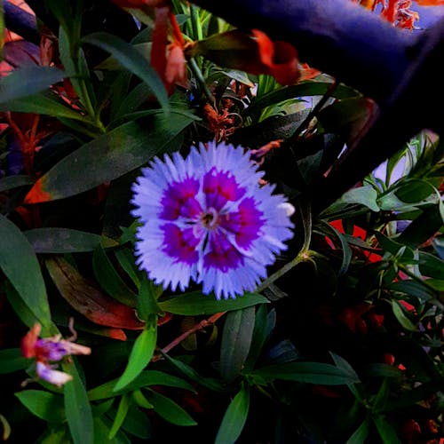 Imagine de stoc gratuită din flori frumoase, fotografie aeriană, fotografie de flori