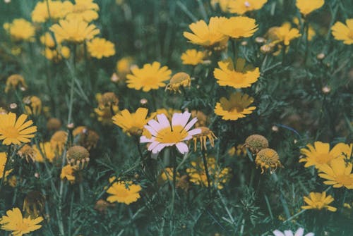 Blooming Flowers in the Meadow