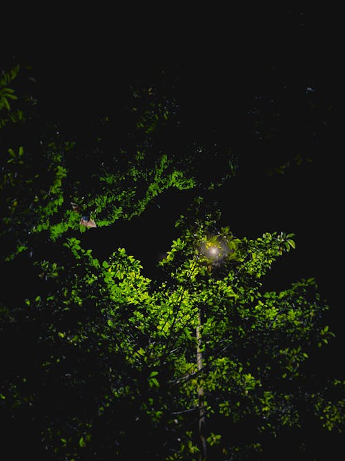 Fotos de stock gratuitas de arboles en la noche, auténtico, belleza de la naturaleza