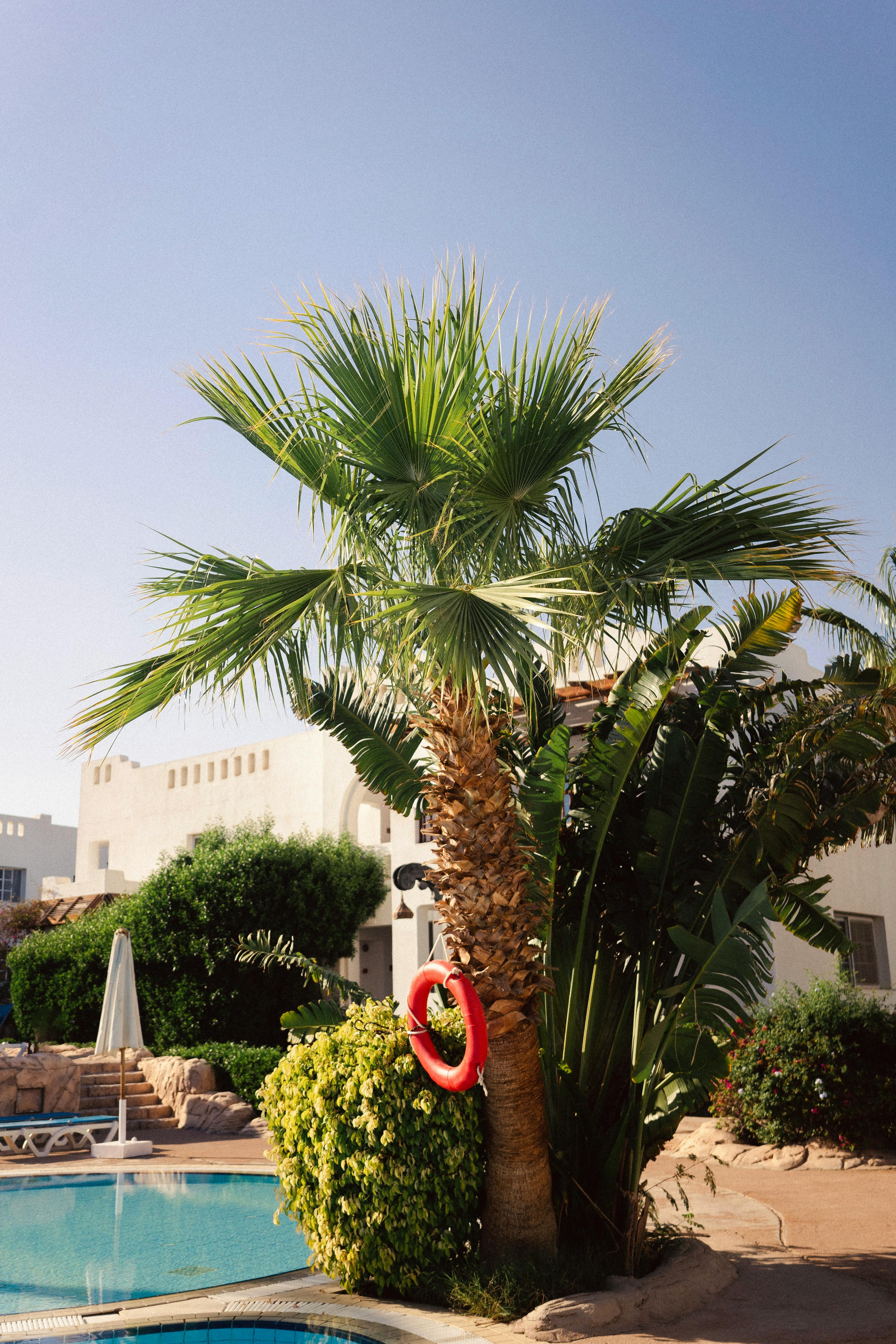 Relax and unwind at a tropical resort swimming pool surrounded by lush palm trees.