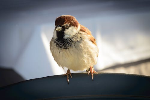 Close up of White Sparrow