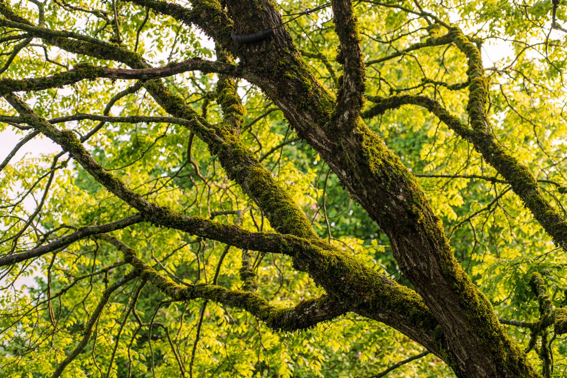Close up of Tree Branches · Free Stock Photo